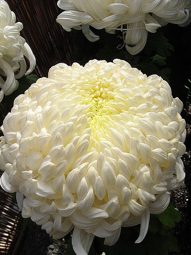 Un beau chrysanthème blanc