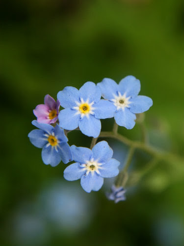 Un beau myosotis bleu