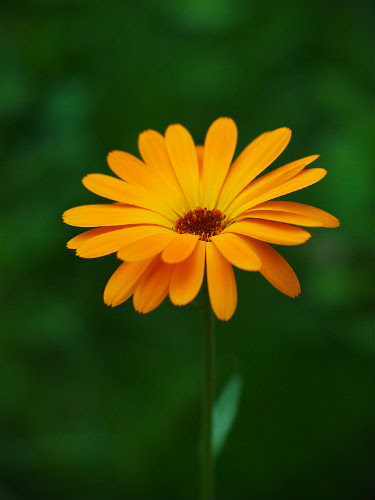 Un beau souci jaune